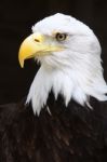 Bald Eagle Close Up Of Head And Eyes Stock Photo