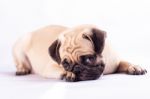 Cute Pug Dog Feel Boring Stock Photo