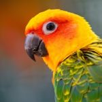 Sun Conure Stock Photo