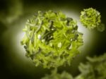 Yellow Fever Virus Stock Photo