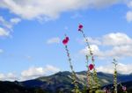 Hollyhocks Stock Photo