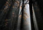 Sunbeams In Misty Forest Stock Photo