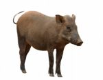 Wild Boar Isolated Stock Photo