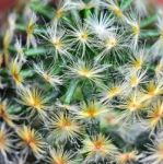 Abstract Cactus Stock Photo