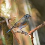 Female Himalayan Bluetail Stock Photo