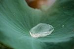 Water Drops On Lotus Leaves Stock Photo