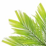 Palm Leaf Isolated On White Background Stock Photo