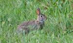 Image Of A Cute Rabbit Sitting In The Grass Stock Photo