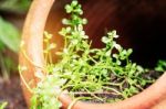 Ornamental Plant Grown On Pot Stock Photo