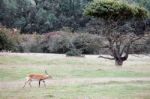 Red Lechwe Antelope (kobus Leche) Stock Photo