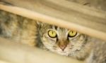 Domestic Cat Hiding Itself Stock Photo