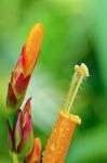 Flowers Of Sanchezia Stock Photo