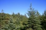 Pine Forest Stock Photo