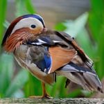 Mandarin Duck Stock Photo