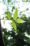 Close Up Jamaican Cherry Leaves Stock Photo