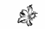 Sketch Of A Flower Stock Photo