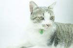 Cute Cat Portrait Wearing A Securitiy Collar In Relaxing Time Stock Photo