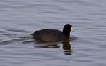 Beautiful Picture With Funny Weird American Coot In The Lake Stock Photo