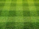  Fresh Green Grass Stock Photo