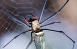 Closeup - Spider On Spiderweb Against Nature Bokeh Background. O Stock Photo