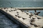 Group Of Seagulls On Pier Stock Photo