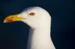 Seagull Bird Stock Photo