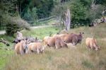 Common Eland (taurotragus Oryx) Stock Photo