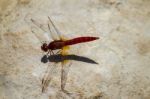 Red Dragonfly On A Stone Stock Photo