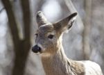 Isolated Photo Of A Funny Wild Young Deer In The Forest Stock Photo