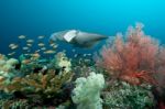 Marine Biota In Raja Ampat Indonesia Stock Photo