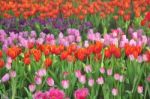 Colorful Flowers Tulip Filed Stock Photo