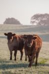 Bunch Of Brown Cows Stock Photo