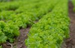 Plantation Of Lettuce In A Greenhouse In The Organic Garden Stock Photo