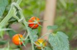 Plantation Of Tomatoes In The Organic Garden Stock Photo