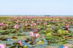 Red Lotus Field Lake In Harn Kumphawapi,udonthani,thailand Stock Photo