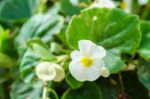 White Begonia Flower In Garden Stock Photo