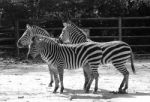 Black And White Zebra In Zoo Stock Photo