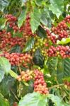 Fresh Coffee Bean On Tree Stock Photo