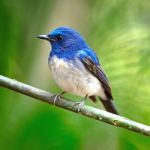 Male Hainan Blue Flycatcher Stock Photo