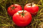 Tomatoes On The Grass Stock Photo