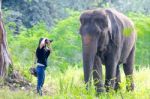 Asian Elephent Stock Photo