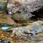 Streaked Wren Babbler Stock Photo