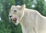 Background With A Scary White Lion Screaming Stock Photo