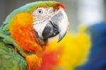 Close Up Of The Macaw Bird Stock Photo