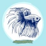 Illustration Of Betta Splendens, Siamese Fighting Fish Stock Photo