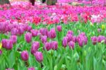 Beautiful Tulips Stock Photo