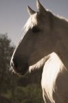 Horse In The Paddock Stock Photo