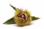 Chestnuts Isolated On A White Background Stock Photo