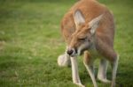 Kangaroo Outside During The Day Time Stock Photo