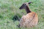 Fallow Deer (dama Dama) Stock Photo